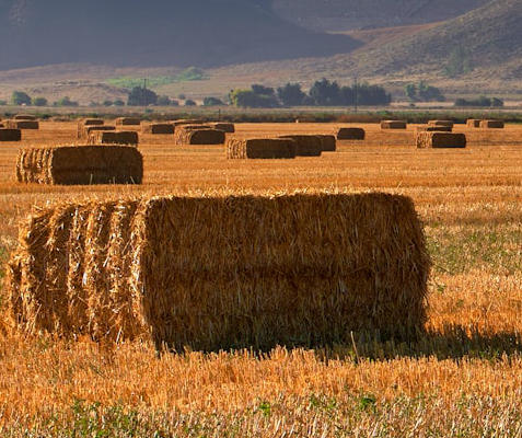 Hay bales in a field